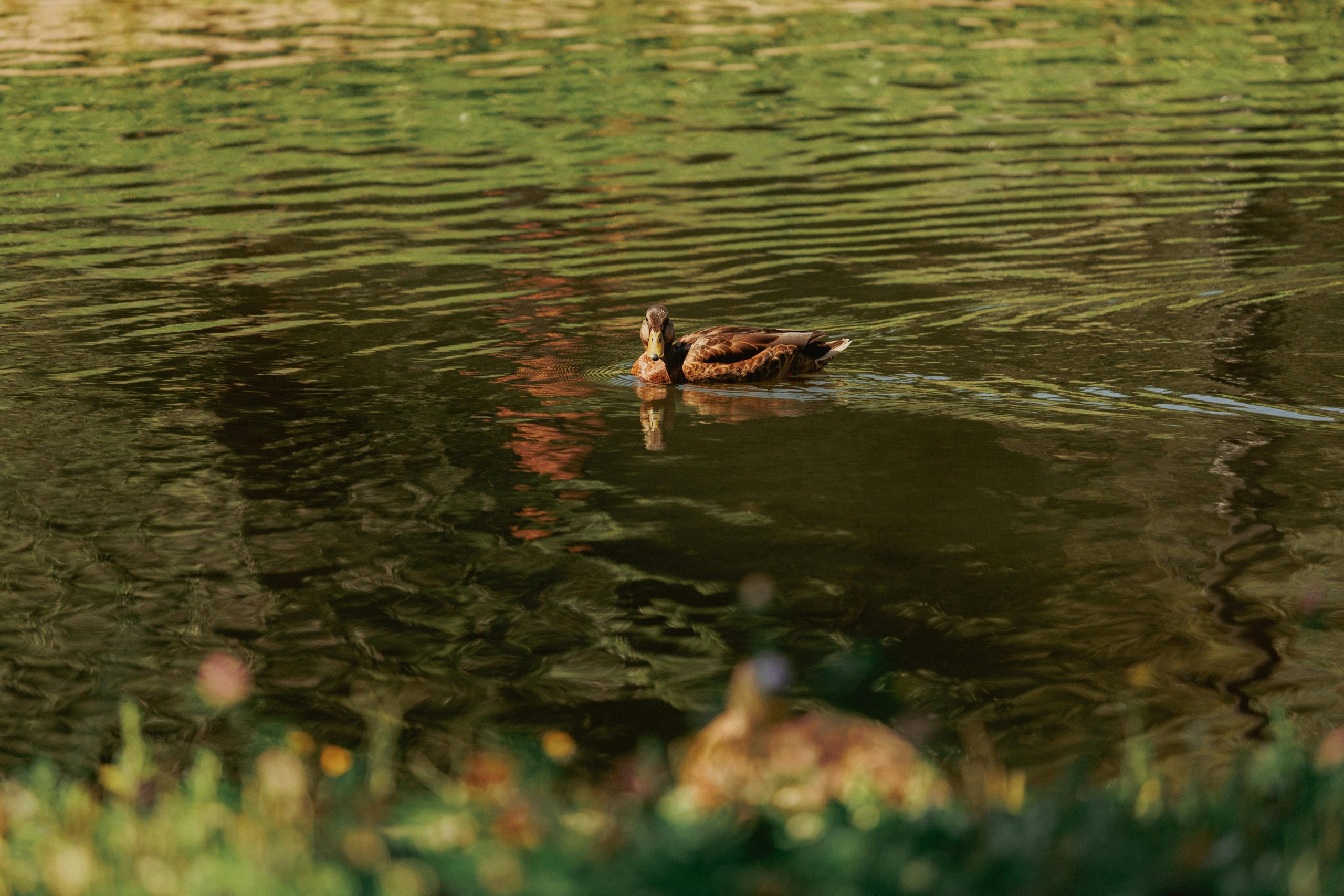 Spring Lake Park